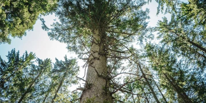 yalynky-rozmovliaiut-mizh-soboiu-ta-poperedzhaiut-pro-pryrodni-yavyshcha-doslidzhennia