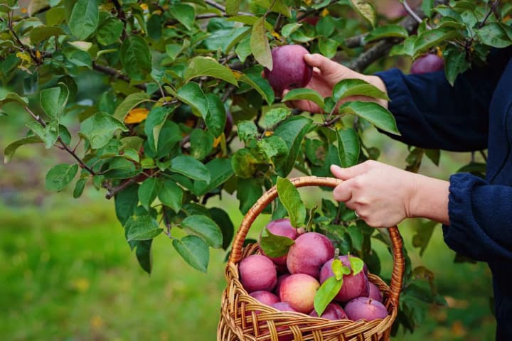 spring-frosts-in-ukraine-experts-explained-how-this-will-affect-the-harvest-of-fruit-trees-and-prices