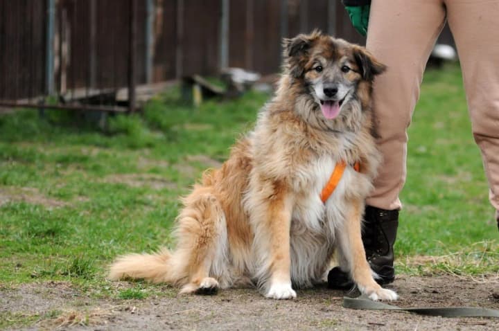 shpulka-tsiklya-pumba-i-dziga-v-priyute-best-friends-zhivet-bolee-1400-zhivotnikh-s-imenami-kotorie-nevozmozhno-zabit