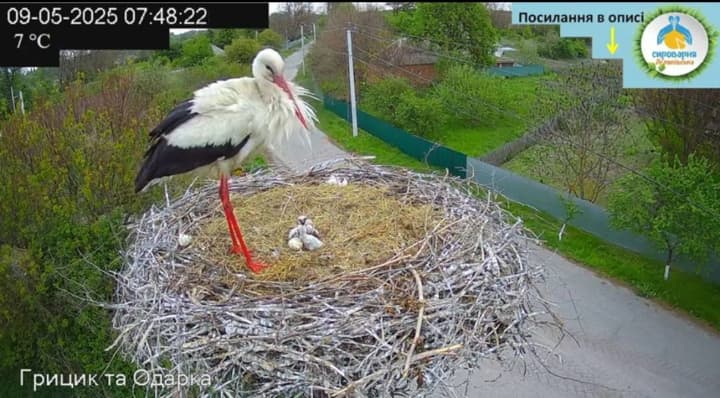 the-fifth-chick-has-hatched-from-the-star-storks-hrytsyk-and-odarka