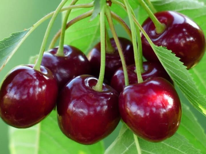 will-be-in-short-supply-spring-frosts-destroyed-almost-half-of-the-cherry-and-sweet-cherry-harvest-eastfruit