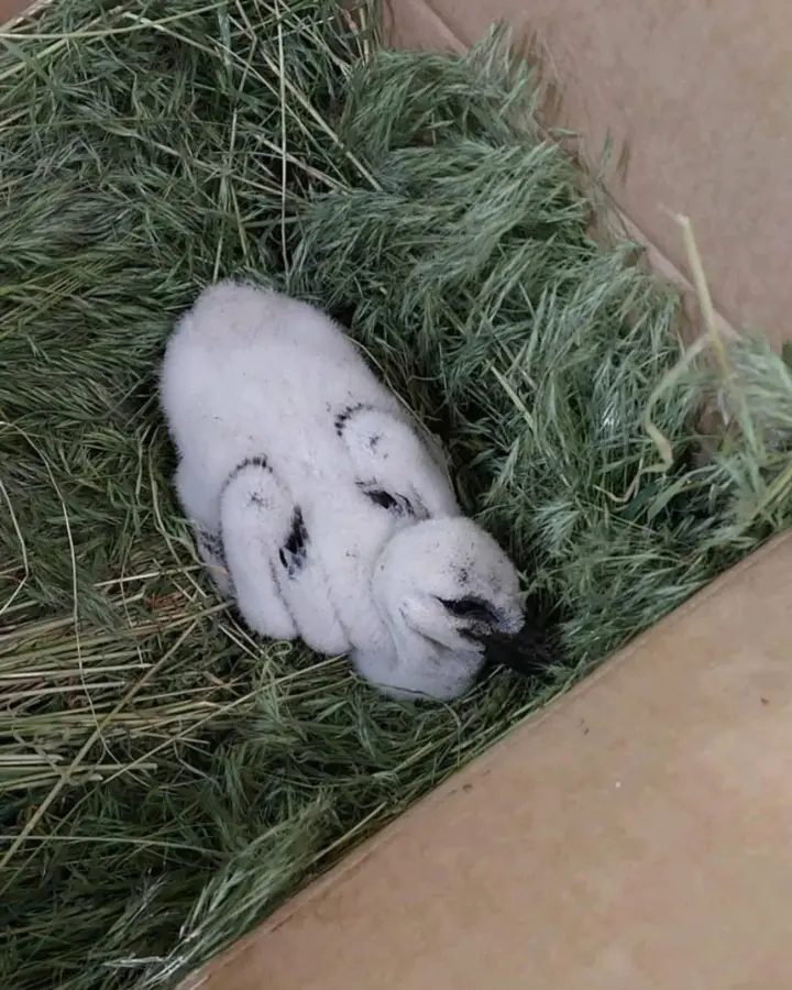 stork-hritzko-threw-the-weakest-stork-chick-out-of-the-nest-what-is-the-condition-of-the-baby