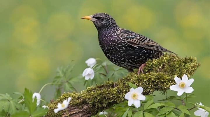 afrikanskie-skvortsi-formiruyut-dlitelnie-druzheskie-svyazi-podobnie-chelovecheskim-independent