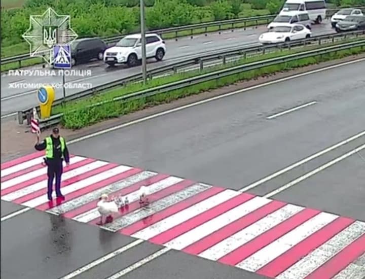 a-swans-tale-how-feathered-travelers-stopped-traffic-on-the-highway