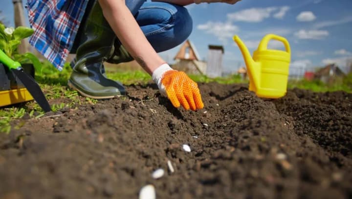 sowing-calendar-for-june-when-to-plant-and-when-to-wait