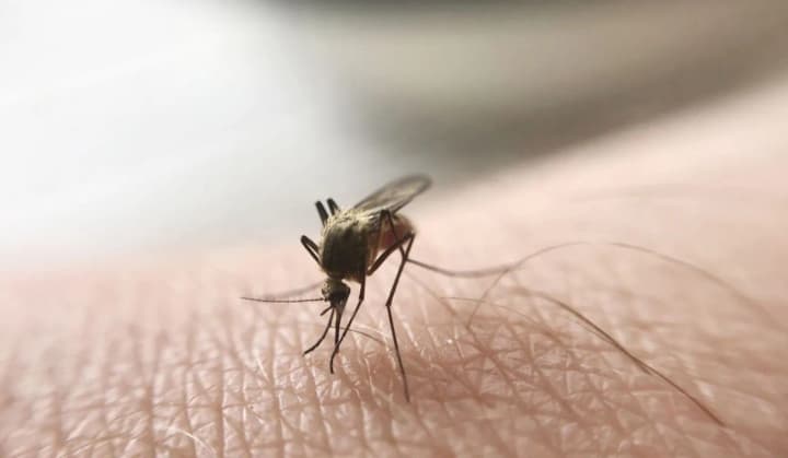 a-man-died-from-tropical-malaria-in-the-sumy-region