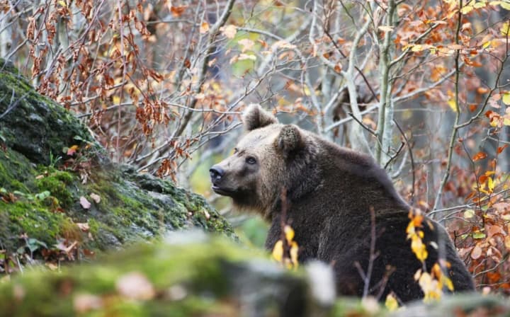 slovakia-has-allowed-the-sale-of-brown-bear-meat-to-the-population