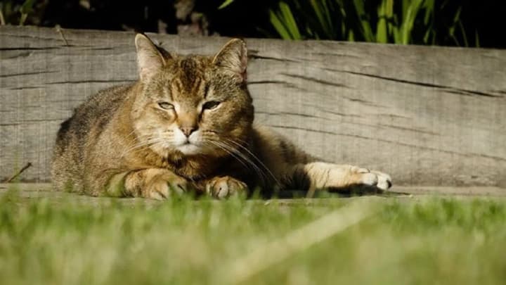 teplo-i-preimushchestvenno-bez-osadkov-kakoi-pogodoi-poraduet-ukraintsev-poslednii-den-vesni