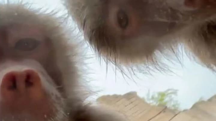 in-the-netherlands-baboons-at-the-zoo-took-selfies-on-a-phone-that-a-visitor-accidentally-dropped-into-the-enclosure