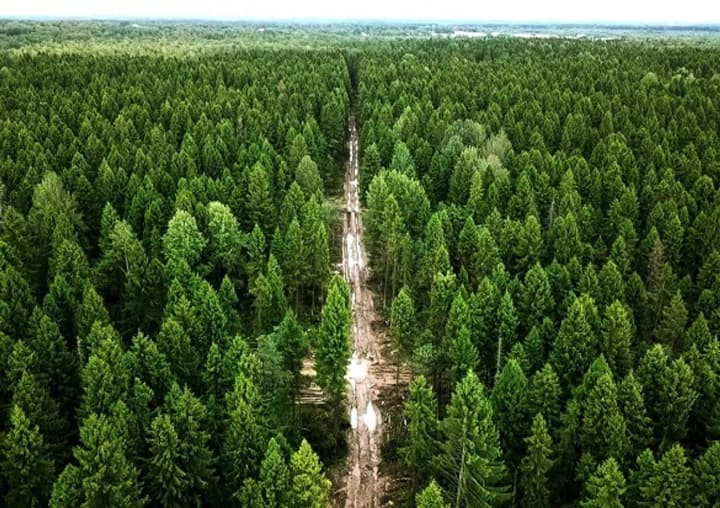in-cherkasy-region-the-state-is-regaining-control-over-illegally-alienated-forest-lands