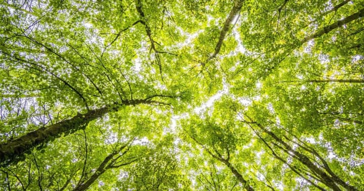 yevropeiski-lisy-bilshe-ne-riatuiut-klimat-zamist-pohlynannia-vuhletsiu-vony-staiut-novymy-dzherelamy-vykydiv-doslidzhennia