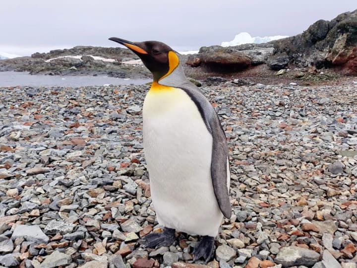 populiatsiia-imperatorskykh-pinhviniv-skorochuietsia-shvydkymy-tempamy-cherez-hlobalne-poteplinnia-doslidzhennia