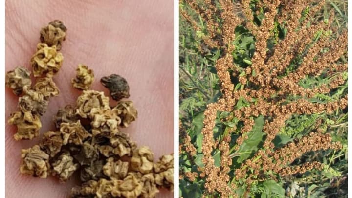 ukraina-zmozhe-eksportuvaty-nasinnia-do-yes-systemu-sertyfikatsii-vyznano