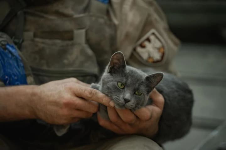 the-general-staff-spoke-about-four-legged-psychologists-who-inspire-paratroopers-at-the-front-photo