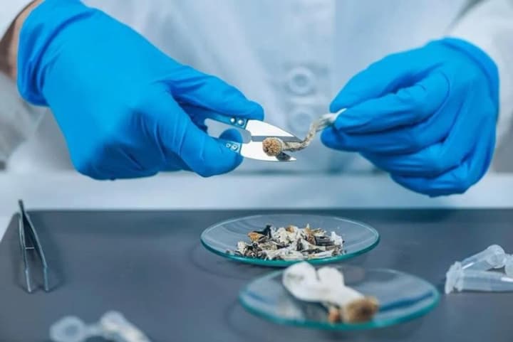 nova-zelandiia-dozvolyla-medychne-zastosuvannia-psykhodelichnykh-hrybiv-dlia-likuvannia-depresii-afp