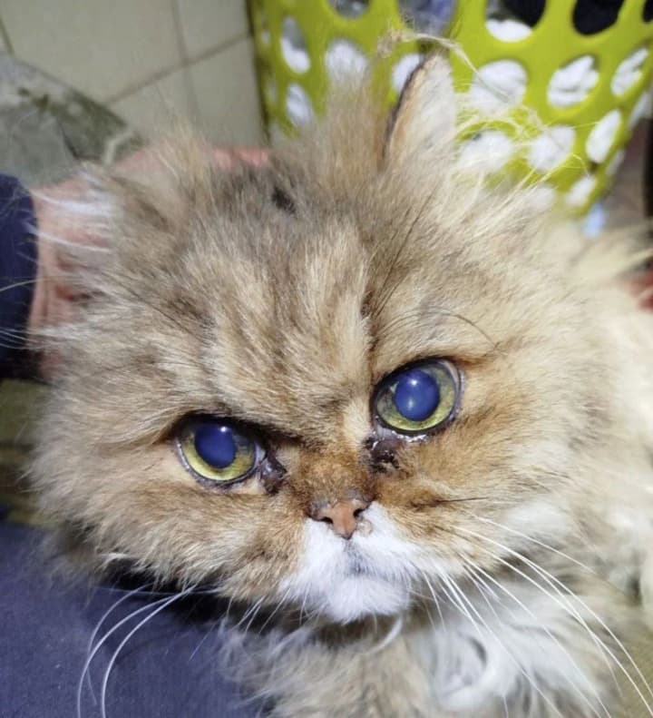 ataka-rf-na-kiev-iz-pod-zavalov-spaseni-desyat-koshek