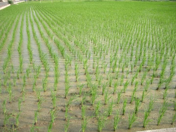 rice-may-prove-most-resilient-crop-in-warming-world-bloomberg