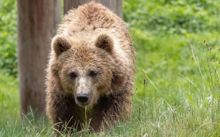 in-lithuania-a-brown-bear-roamed-the-capitals-streets-for-two-days-hunters-did-not-follow-the-governments-order-to-kill-the-animal