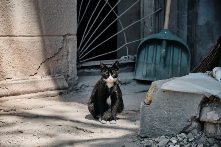 record-386-cases-of-animal-cruelty-opened-this-year-they-have-increased-by-almost-four-times