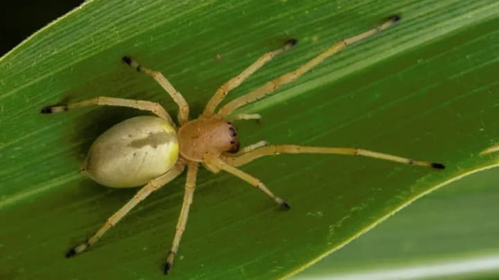 venomous-spiders-become-active-in-southern-regions-of-ukraine-bites-are-painful-consequences-are-serious