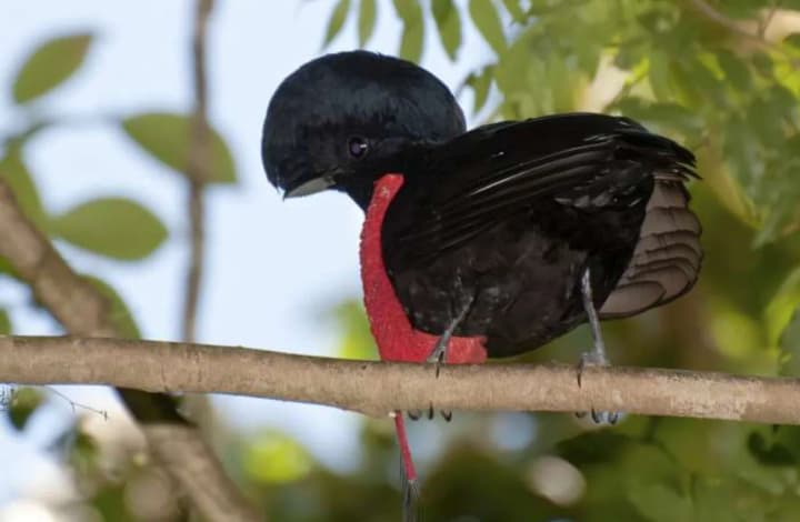 ponad-500-vydiv-ptakhiv-protiahom-stolittia-mozhut-znyknuty-nazavzhdy-vcheni-biut-na-spolokh