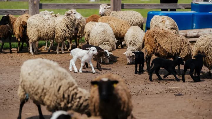 svalka-stala-fermoi-a-ferma-prostranstvom-dlya-vosstanovleniya-veteranov-kak-mkhp-poruch-pomogaet-otstraivat-zhizn-posle-voini