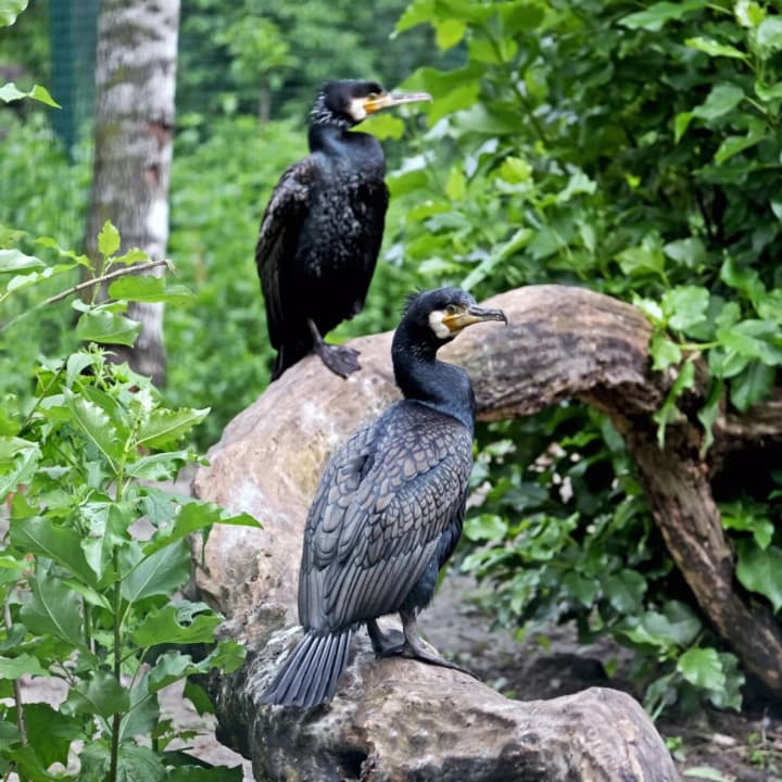 u-kyivskomu-zooparku-stvoreno-ptashynyi-rai-dlia-vodoplavnykh-vydiv