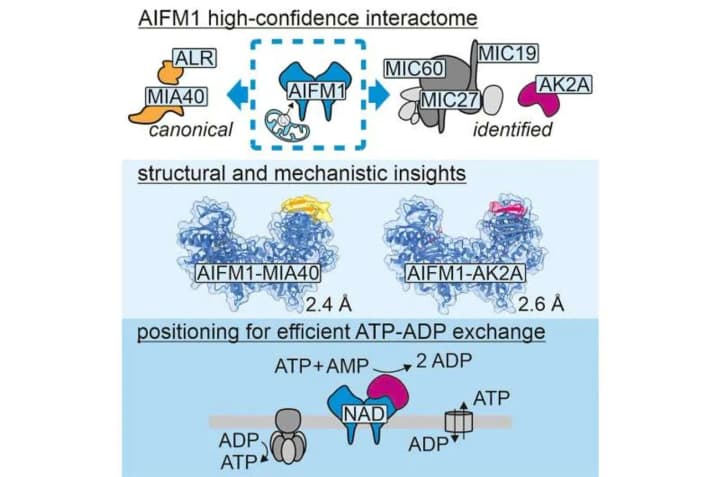 study-uncovers-proteins-role-in-cellular-energy-production