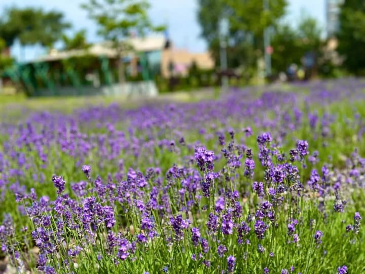 a-lavender-field-has-bloomed-in-the-desnianskyi-district-of-kyiv