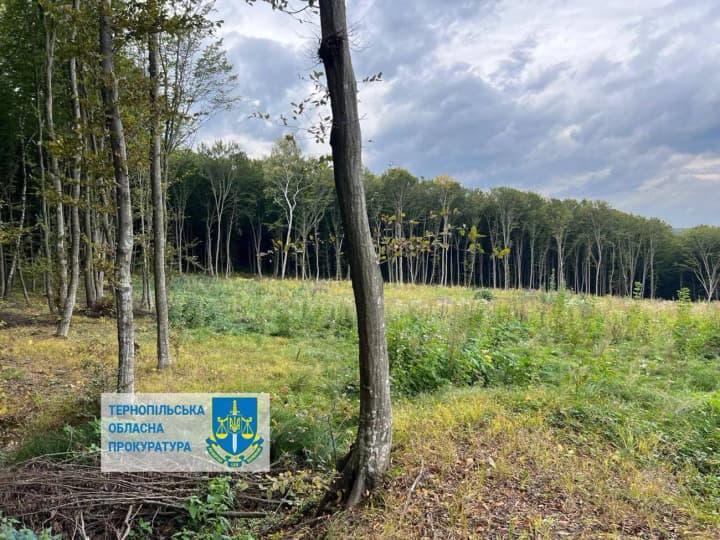 almost-uah-57-million-in-damages-from-tree-felling-in-ternopil-region-chief-forester-and-director-of-state-enterprise-notified-of-suspicion
