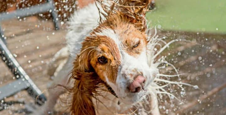 how-to-help-animals-during-heatwaves-patrol-police-reminds