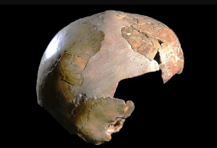 ymovirna-dytyna-neandertaltsia-i-homo-sapiens-doslidzhennia-zminiuie-rozuminnia-mizhvydovykh-kontaktiv-davnikh-liudei