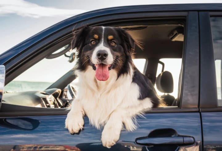 it-is-forbidden-to-leave-animals-in-cars-during-hot-weather-kyiv-residents-reminded-about-fines