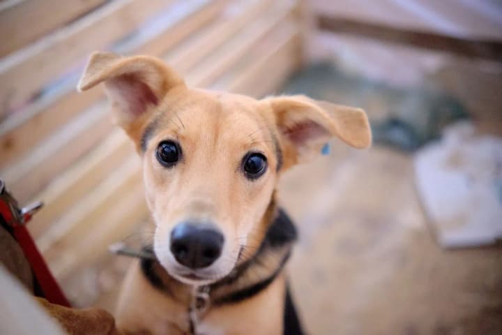 animal-transportation-on-buses-new-rules-explained