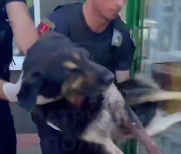 odeski-patrulni-vriatuvaly-sobaku-z-vohnepalnymy-poranenniamy