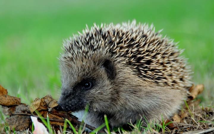 why-hedgehogs-became-active-during-the-day-is-this-a-sign-of-environmental-problems-in-ukraine