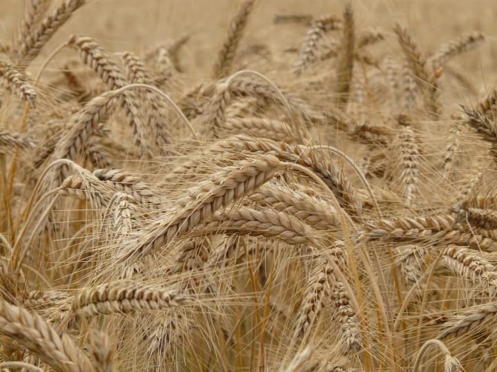 us-lowers-forecast-for-wheat-production-in-ukraine-for-2025-2026-marketing-year