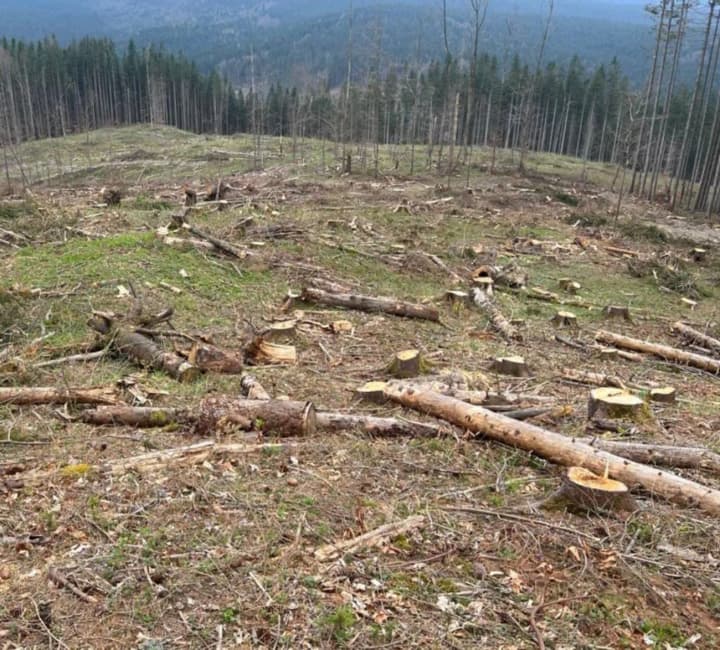 caused-558-million-hryvnias-in-damages-to-the-state-an-official-of-forests-of-ukraine-received-a-suspicion-notice-for-logging-in-the-carpathians