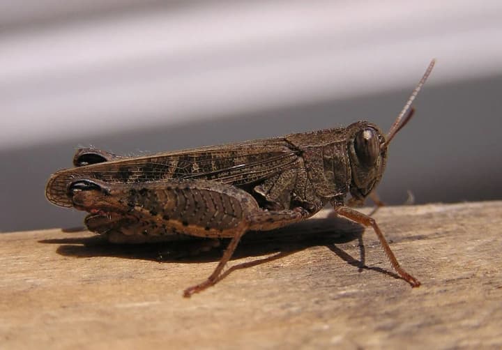 nashestia-sarany-v-ukraini-komakh-pomityly-na-kyivshchyni-ta-zhytomyrshchyni