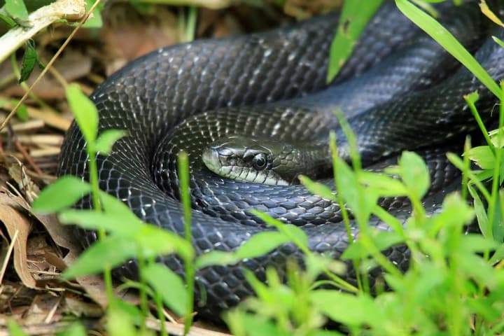 in-lviv-region-an-85-year-old-man-was-hospitalized-after-a-snake-bite