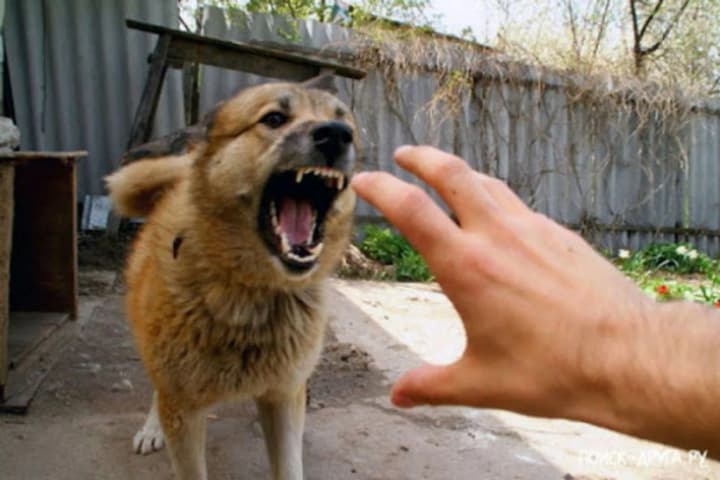 rabies-in-animals-in-kyiv-region-58-cases-detected-27-in-dogs