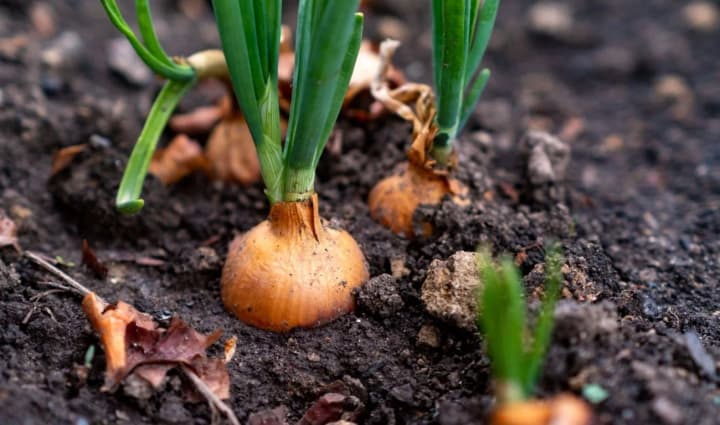 sowing-calendar-for-august-when-is-the-best-time-to-plant