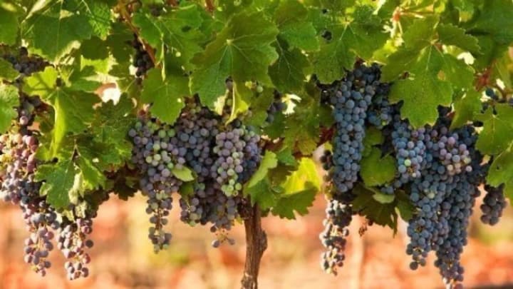 wine-and-summer-what-to-buy-at-eko-market-and-what-to-drink-with-the-main-beverage-of-the-warm-season