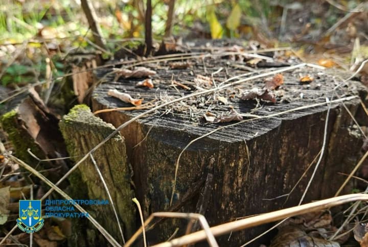 na-dnipropetrovshchyni-vykryly-nezakonnu-vyrubku-lisiv-na-34-mln-hrn-dyrektoru-lishospu-povidomyly-pro-pidozru