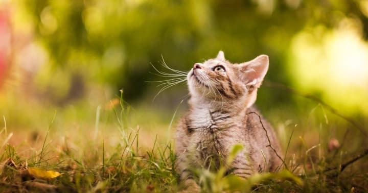 serpen-pochnetsia-z-tepla-prohnoz-pohody-na-1-serpnia