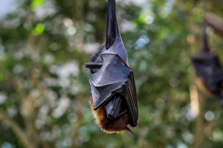 two-sumy-residents-bitten-by-bats-ministry-of-health-explains-how-to-protect-against-rabies