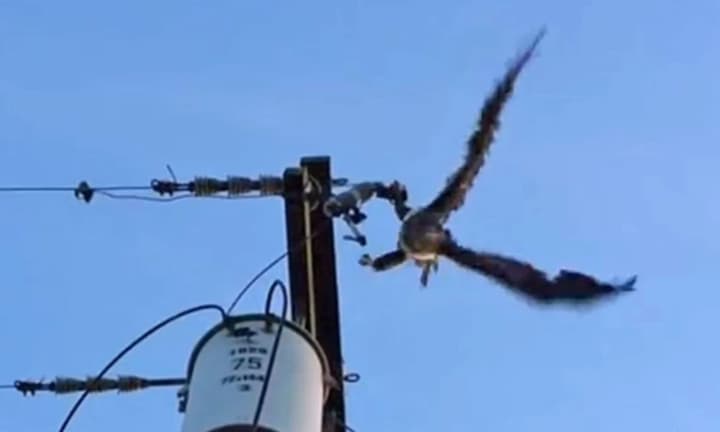in-canada-a-fire-was-caused-by-a-fish-dropped-by-a-bird-onto-a-power-line