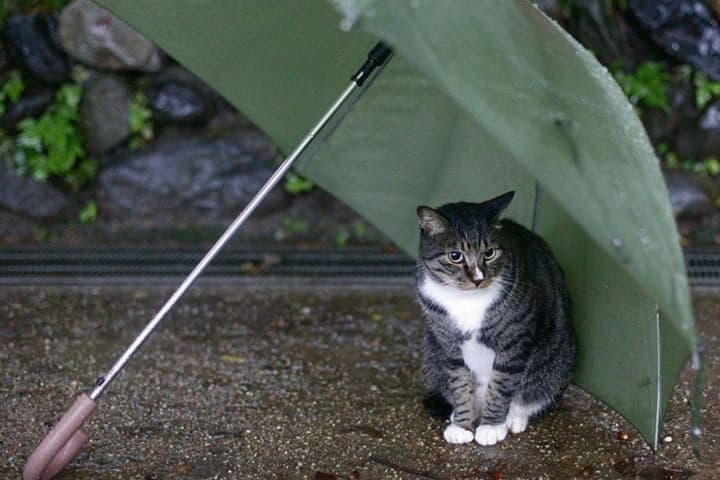 ukrainu-nakroet-peremennaya-oblachnost-kakuyu-pogodu-zhdat-12-avgusta