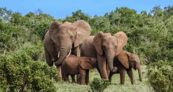 vsesvitnii-den-sloniv-ta-den-vinilovykh-plativok-shcho-shche-vidznachaiut-12-serpnia