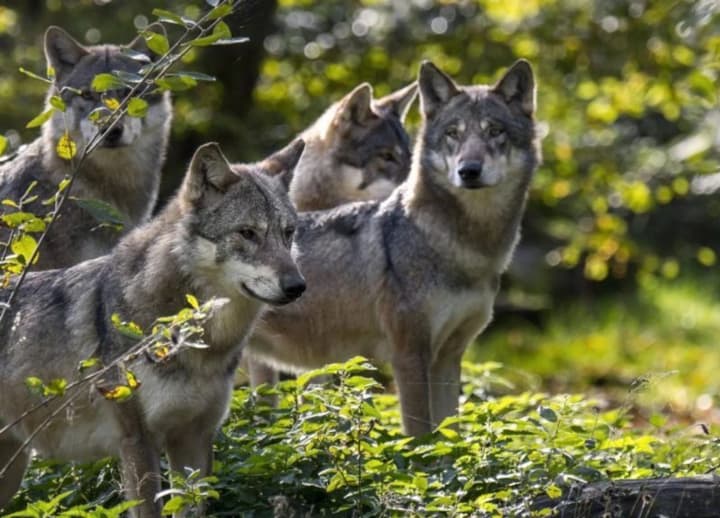 mizhnarodnyi-den-vovka-ta-vsesvitnii-den-shulhy-shcho-shche-vidznachaiut-13-serpnia